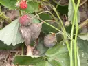 Zgnita truskawka na łodydze, obok zdrowych owoców. To **signum temperatura stosowania** dla tej rośliny.
