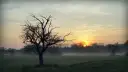 Mglisty poranek z wschodzącym słońcem, które gra jak piękne piosenki na dzień dobry. Sylwetka nagiego drzewa na pierwszym planie.