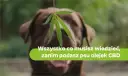 Jaki olej CBD dla psa wybrać, aby uniknąć problemów zdrowotnych?