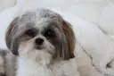 Uroczy piesek rasy shih tzu, którego historia sięga starożytnych Chin, z puszystą sierścią i łagodnym spojrzeniem.