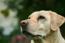 Uważny labrador, którego łagodny charakter widać w spojrzeniu. Czeka na przygodę w ogrodzie.