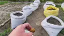 Kiedy sadzimy ziemniaki w workach, aby uniknąć nieudanych plonów?