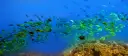 Podwodny świat Mauritiusa: ławica żółto-zielonych ryb pływa nad barwną rafą koralową.