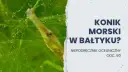 Koniki morskie w Bałtyku? Rozwiewamy wątpliwości! Prawda o igliczni