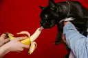 Czarny buldog francuski z językiem sięga po banana, sprawdzając, czy pies może jeść banana.
