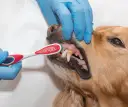 Czy można myć psu zęby pastą dla ludzi? Oto niebezpieczeństwa i alternatywy