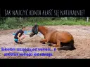 Jak nauczyć konia sztuczek? Buduj więź i rozwijaj go!