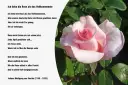 Eine zarte rosa Rose im Vordergrund, daneben ein Gedicht von Goethe.