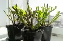 Pelargonie po zimie, gotowe do rozmnażania. Młode listki pojawiają się na przyciętych pędach, zapowiadając nowy sezon.
