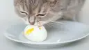 Czy koty mogą jeść surowe jajka? Poznaj ryzyko i bezpieczne alternatywy