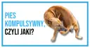 Pies kompulsywny, czyli jaki? Brązowy pies gryzie sobie łapę, co może świadczyć o zachowaniach kompulsywnych u psa.