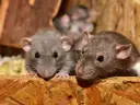 Małe szczurki, jak z legendy o Popielu, wyłaniają się z drewnianej kryjówki, ciekawskie i czujne.