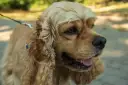 Uroczy cocker spaniel z długimi, falującymi uszami i błyszczącymi oczami, gotowy na spacer.