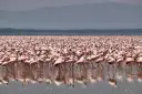 Tysiące różowych flamingów na jeziorze Nakuru, tworzących różowy dywan na wodzie.