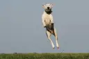 Biały bull terrier w skoku, z ziemią w locie. Czy pies może mieć ADHD? Ten energiczny skok sugeruje, że tak!