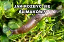 Skuteczne metody na pozbycie się ślimaków z działki bez chemii