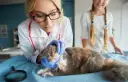 Jak zostać weterynarzem - krok po kroku do wymarzonego zawodu
