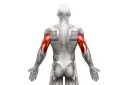 Triceps: Jak rozciągać, by zwiększyć siłę i uniknąć kontuzji?