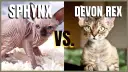 Devon Rex a Sfinks: Kluczowe różnice, które musisz znać