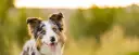 Piękny border collie z niebieskimi oczami i gęstą, wielobarwną sierścią, uśmiecha się na tle zieleni.