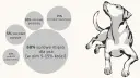 Idealne barf proporcje dla psa: 60% mięsa, 15% warzyw, 10% podrobów, 5% owoców i 10% dodatków.