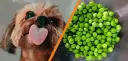 Czy pies może jeść groszek? Bezpieczne informacje i porady zdrowotne