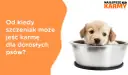 Czy szczeniak może jeść karmę dla dorosłych psów? Sprawdź ryzyko zdrowotne