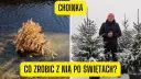 Jak postępować z żywą choinką po świętach, aby nie zmarnować drzewa