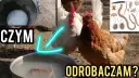 Jak skutecznie odrobaczyć kury? Zdrowe stado i wysoka nieśność
