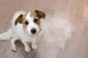 Jack Russell terrier siedzi na drewnianej podłodze, wokół niego widać sporo sierści – to znak, że trwa intensywne linienie psa.