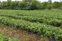 Pole truskawek w kwiecie, z rzędami okrytymi agrotkaniną lub agrowłókniną, w tle kwitnące krzewy.