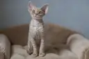Jakie są ceny kociąt Devon Rex w hodowli i co wpływa na koszt?