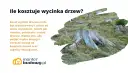Widok na pnie drzew i zarośla.