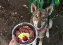 Pies z zaciekawieniem patrzy na miskę z jedzeniem. To zdrowa dieta barf dla psa, pełna mięsa i dodatków.