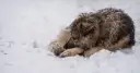 Pies na mrozie, wtulony w śnieg, z mokrym futrem pokrytym kryształkami lodu.