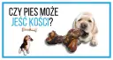 Labrador gryzie kość, a beagle patrzy na wiszącą kość. Czy pies może jeść kości?