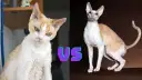 Devon Rex a Cornish Rex różnice - co musisz wiedzieć, aby wybierać mądrze