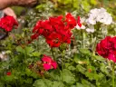 Czerwone i białe pelargonie kwitnące, idealne krzewy na balkon słoneczny.