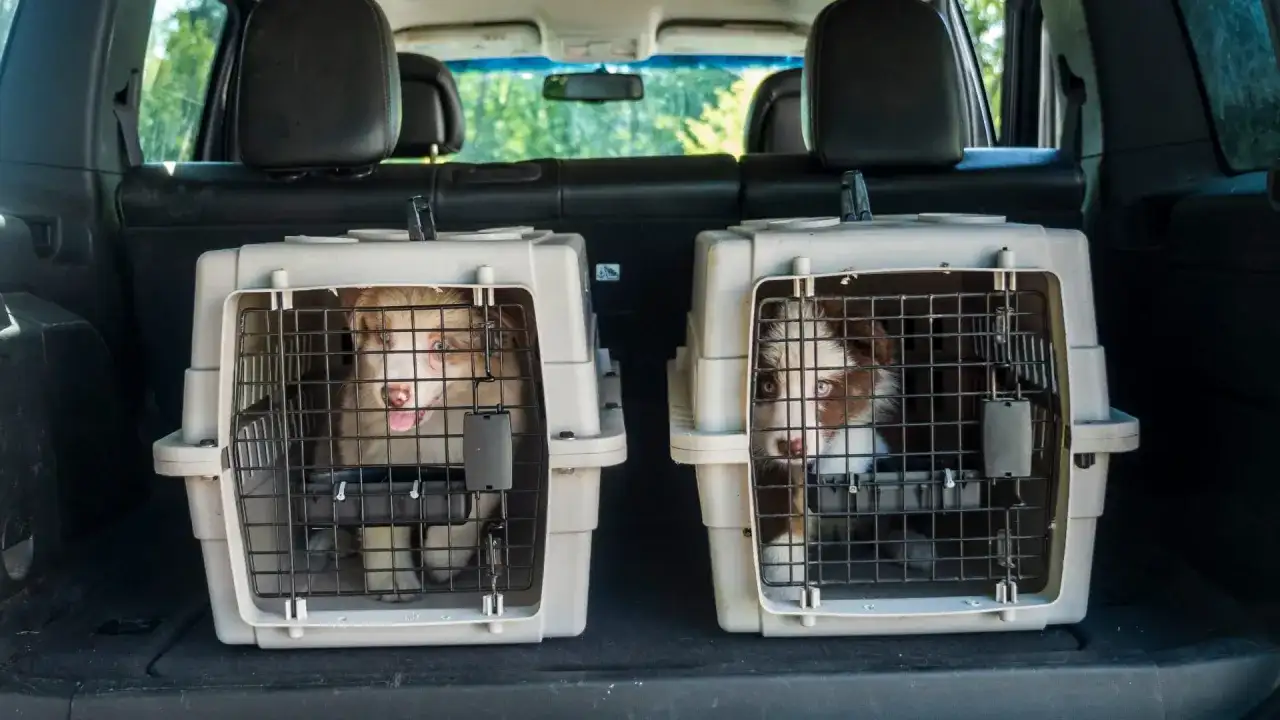 Caisse de transport chien pour coffre - Le guide complet