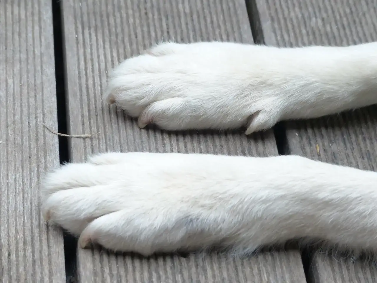Ile palców ma pies? 18 to norma, ale są ważne wyjątki