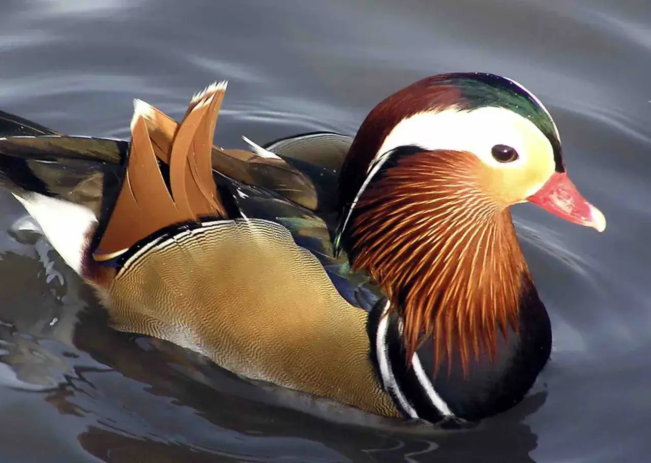 Kaczka mandarynka - Ile naprawdę kosztuje hodowla?