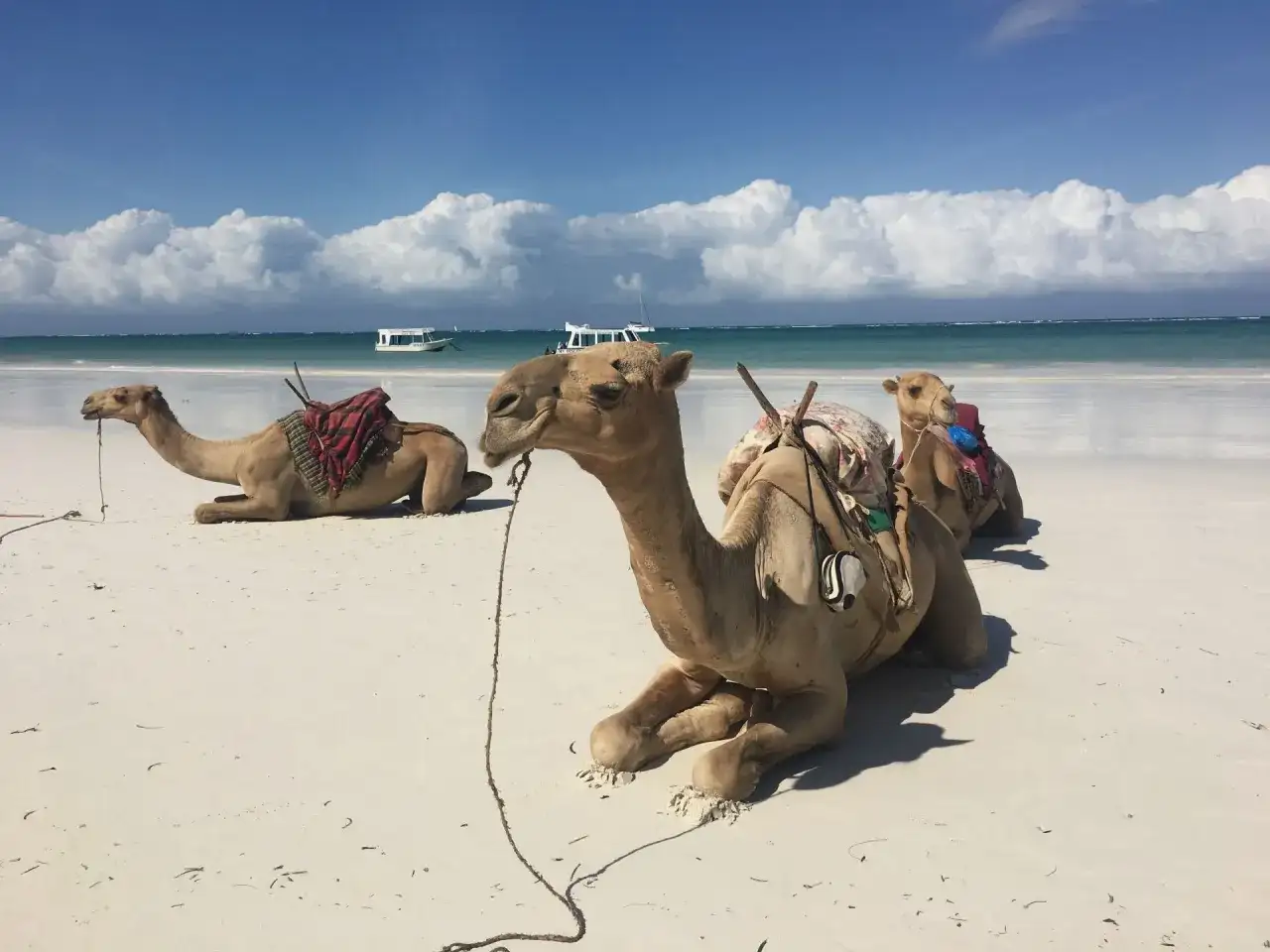 Diani Beach, Kenia - Przewodnik po rajskiej plaży i okolicach