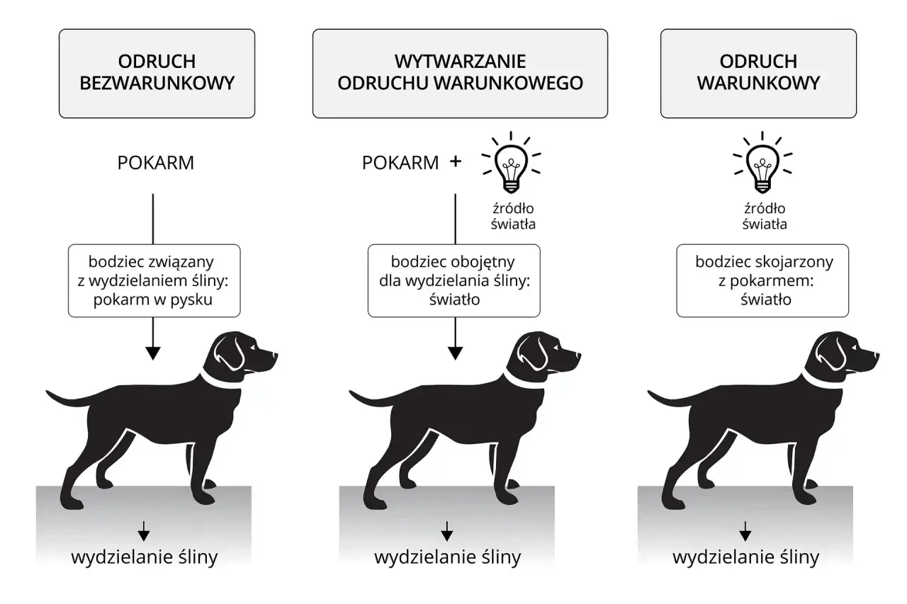 Odruch miotatyczny - jak działa i co mówi w badaniu?
