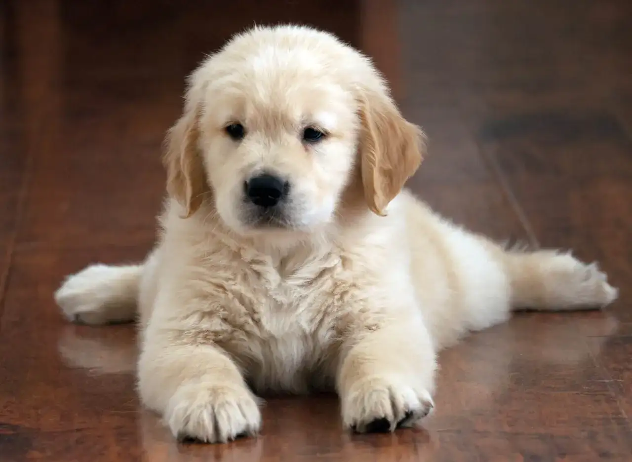 Accueillir un chiot golden retriever - les bases essentielles
