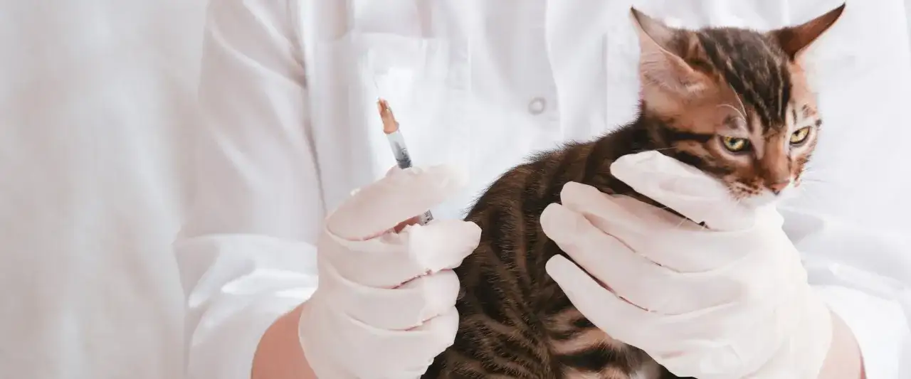 Anemia u kota - objawy, przyczyny, leczenie. Kiedy to pilne?