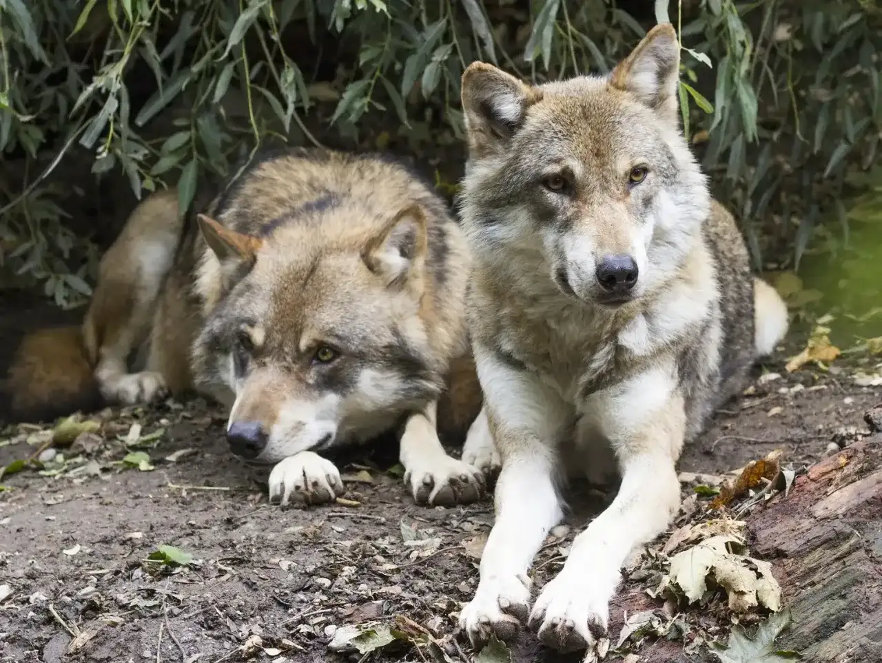 Wilk bez tajemnic - wataha, dieta i spotkanie z człowiekiem