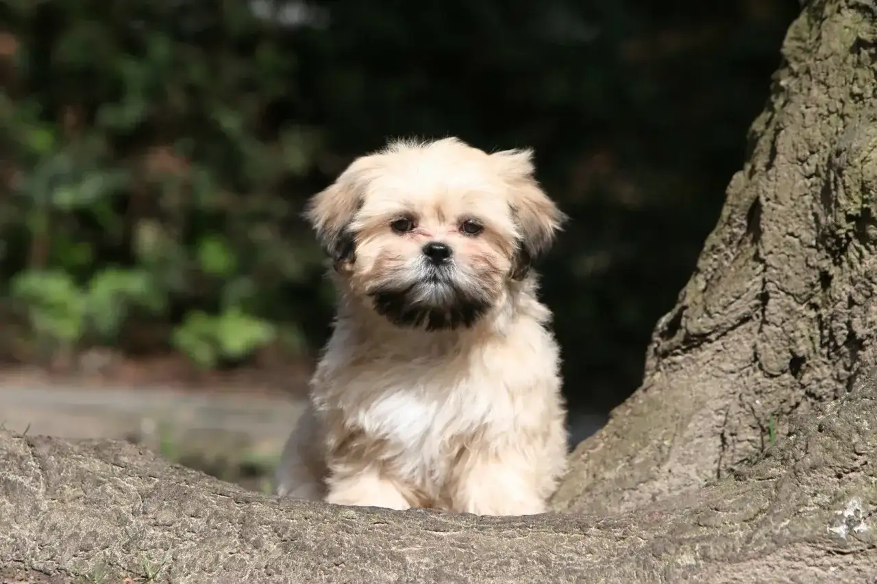 Lhassa Apso à poil court - Guide complet d'entretien et toilettage