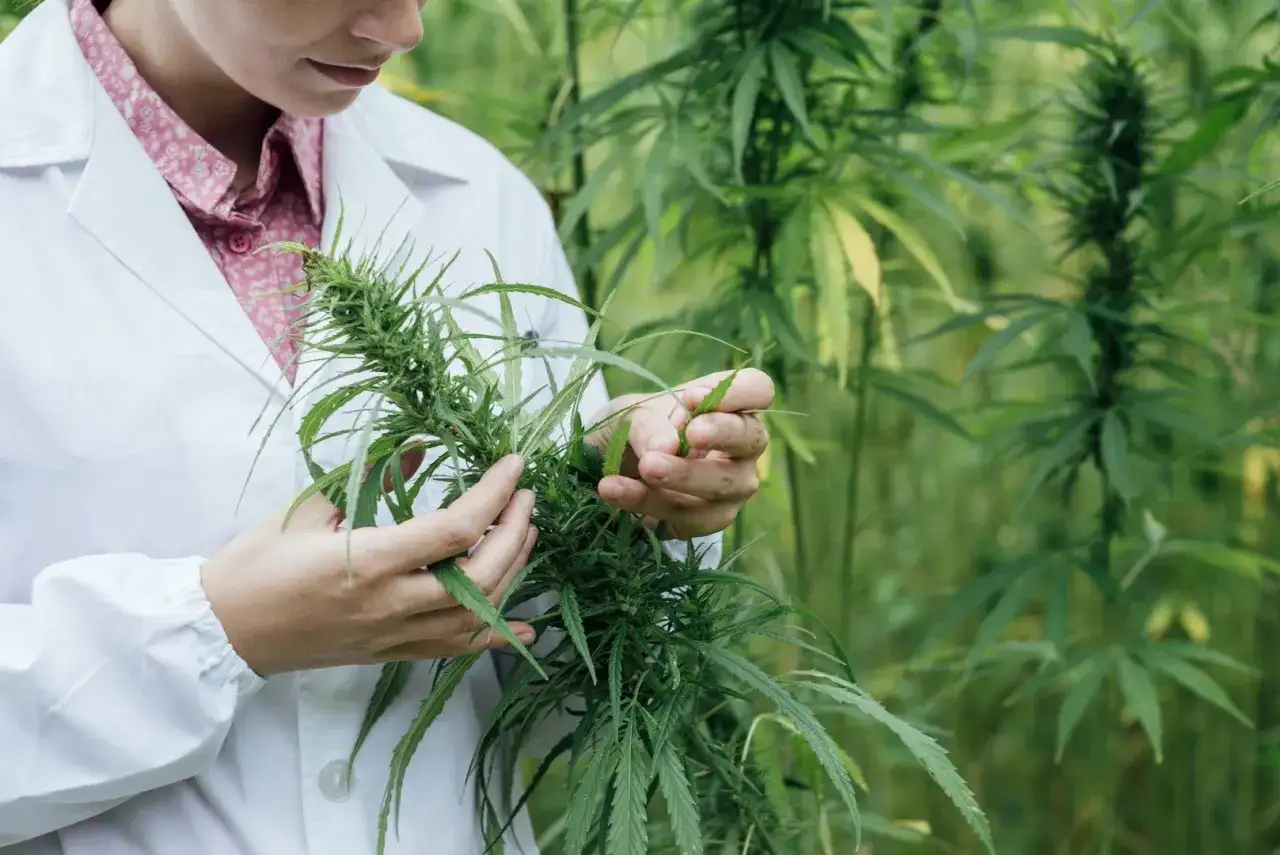Marihuana w Polsce: Legalność, kary, medyczna, CBD. Poznaj fakty.