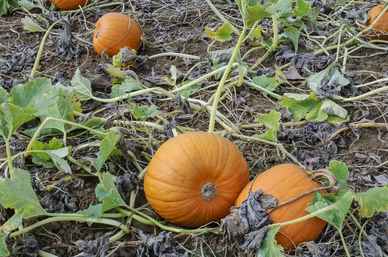 Coltivazione zucca - Guida completa per un raccolto perfetto