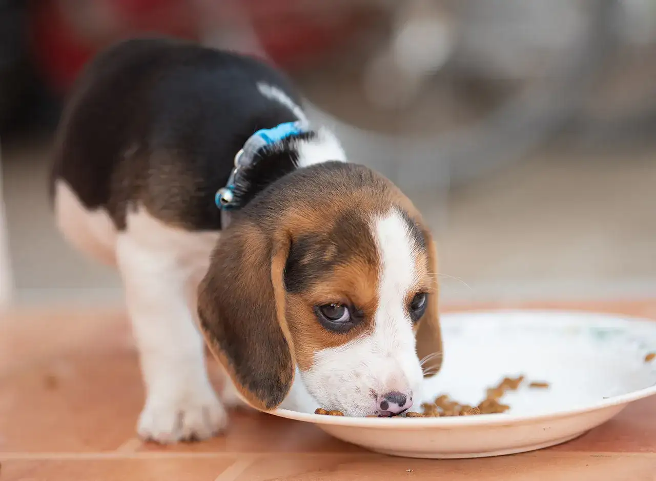 Beagle śmierdzi? Prawda o zapachu i skuteczna pielęgnacja
